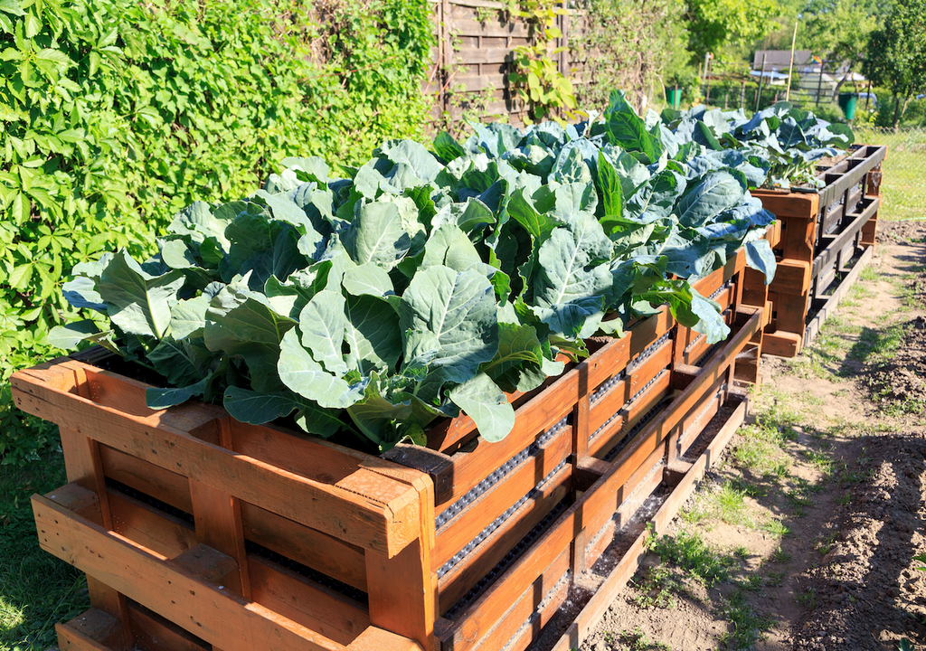 Hochbeet Paletten, Gemüse, Garten Hochbeet Paletten, Gemüse, Garten