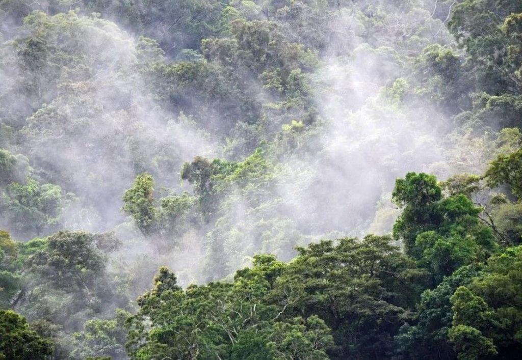 Com cerca de 5,5 milhões de km², a Amazónia é o maior bioma tropical do mundo Com cerca de 5,5 milhões de km², a Amazónia é o maior bioma tropical do mundo