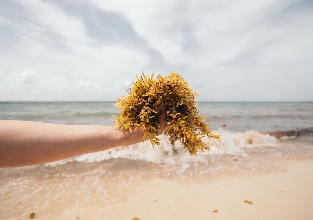 Mito o realidad? La promesa de hacer energía con el sargazo que invade el Caribe