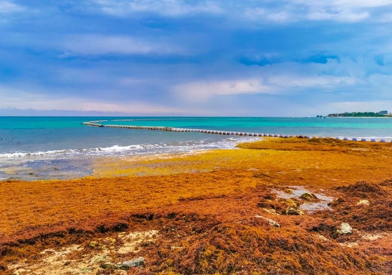 ¿Mito o realidad? La promesa de hacer energía con el sargazo que invade el Caribe