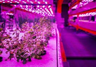 ¿Mito o verdad? La luz roja podría ser la clave para el crecimiento de las plantas 