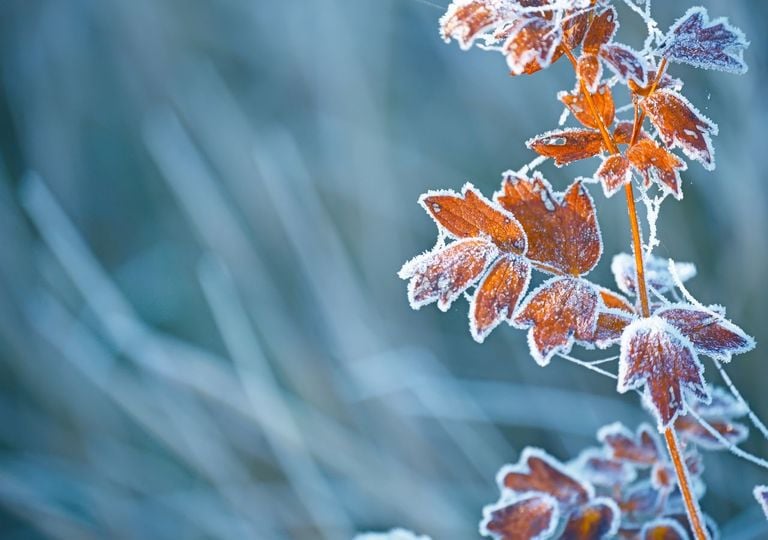Frost Frost