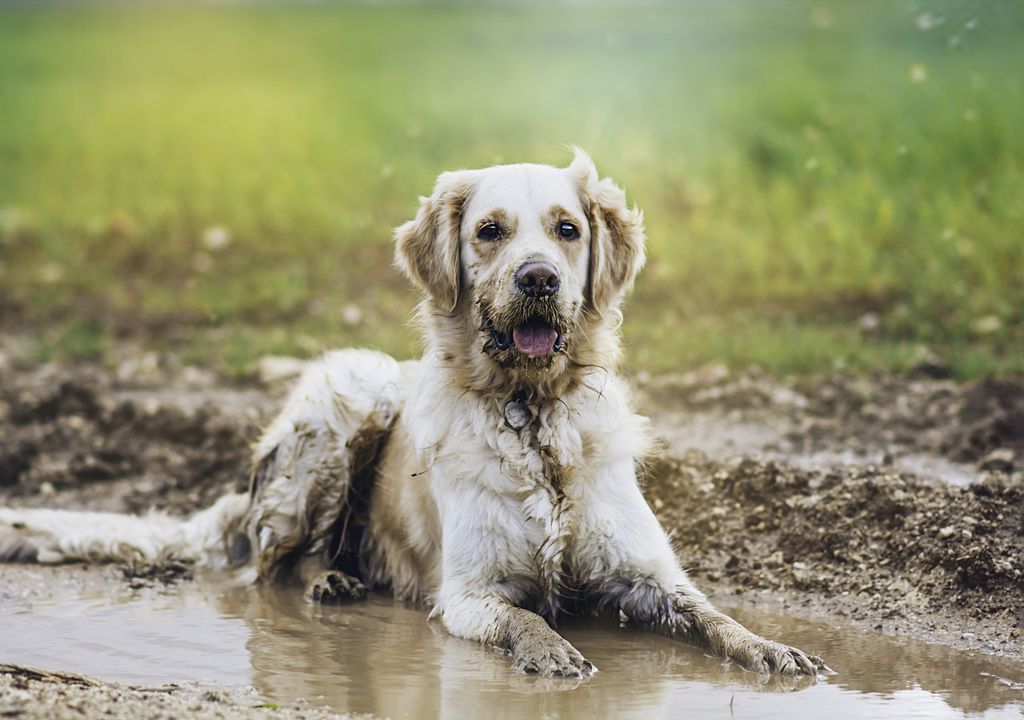 Wet dog