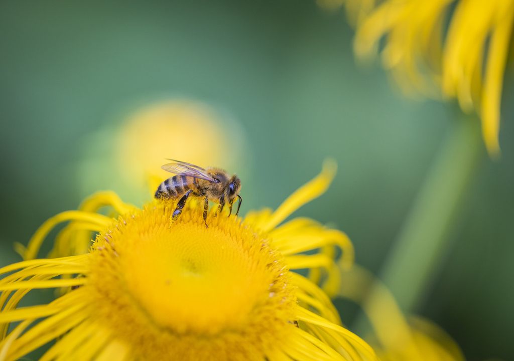 Honey bee © National Trust Images James Dobson