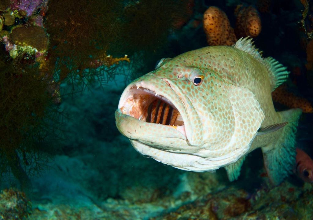 pesce abissi pesce abissi