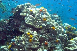 Los modelos sobre cambio climático subestiman el efecto de los eventos extremos