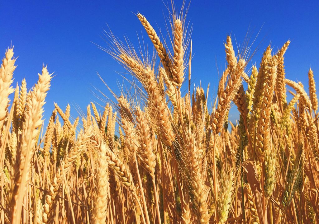 Modern wheat varieties contain hidden genetic treasure trove