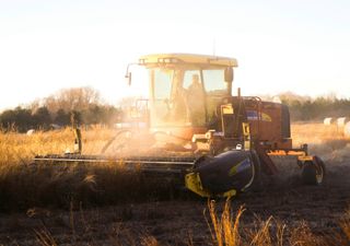 Modern wheat varieties contain hidden genetic treasure trove