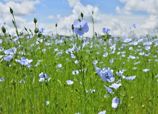 Moins de fertilisants, meilleure pour la santé : quels sont les multiples bienfaits de la graine de lin ?