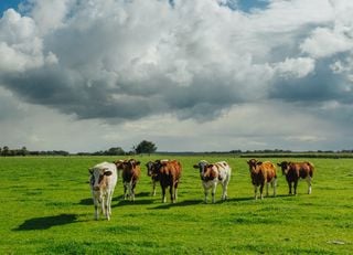 Moins de vaches en France : une nécessité pour le climat, selon la Cour des comptes
