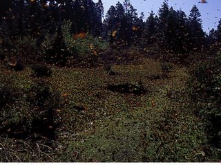 4 santuarios de la mariposa monarca cerca de la CDMX: un espectáculo natural imperdible