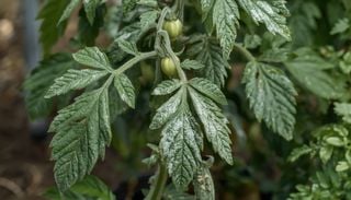 Monitoramento agr&iacute;cola: intelig&ecirc;ncia artificial avan&ccedil;a na leitura de doen&ccedil;as foliares