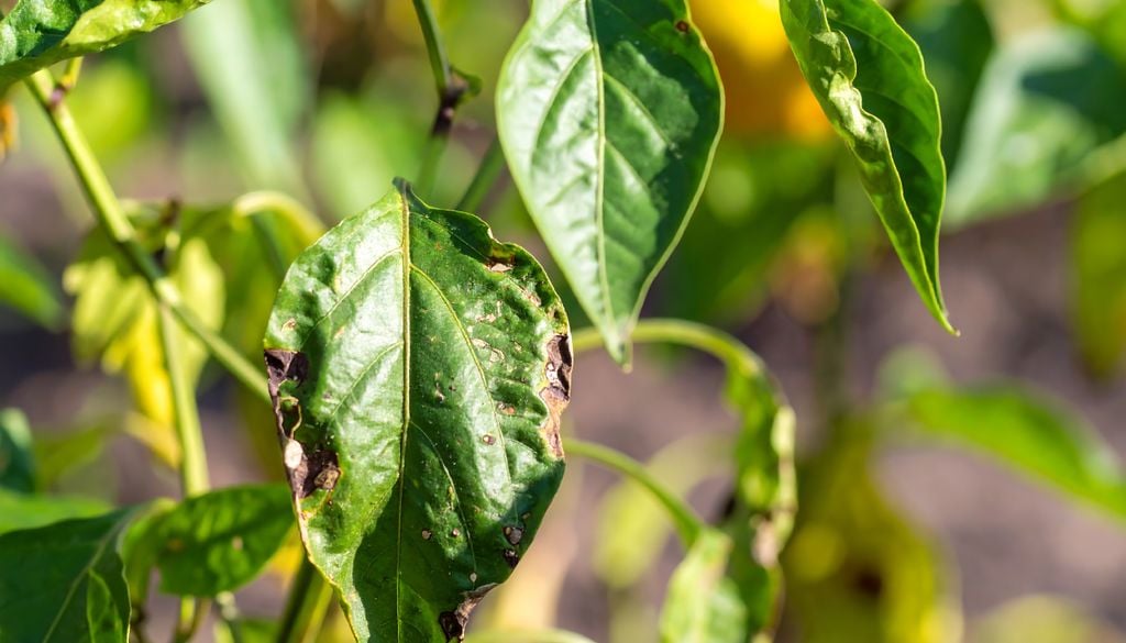 Sintomas típicos de doenças foliares, como manchas e descoloração, podem ser reconhecidos automaticamente por modelos de deep learning treinados com milhares de imagens.