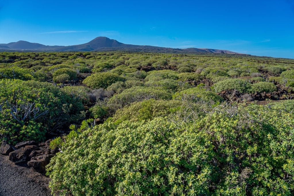 Montañas, vegetación