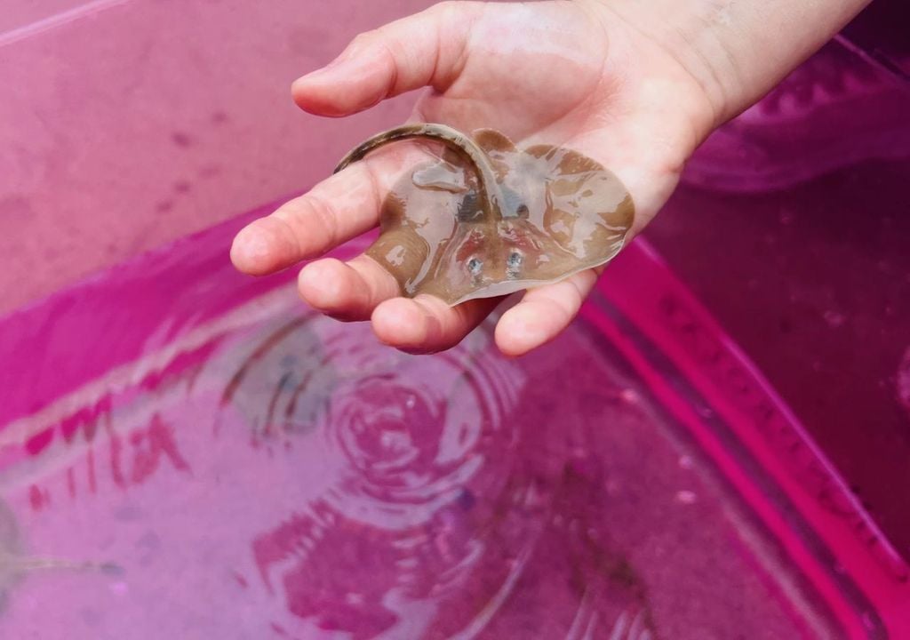 En la zona protegida de Montemar, biólogos marinos devolvieron al océano las últimas cuatro rayas de un proceso que combinó rescate científico, educación ambiental y conservación de tiburones y aves costeras. Créditos imagen: Chondrolab, UV.