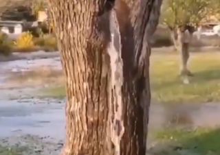 Montenegro, dall'albero sgorga una sorgente: ecco i video