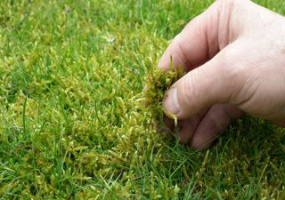 Moos im Rasen loswerden – Garten-Experte zeigt genialen Trick ohne Chemie