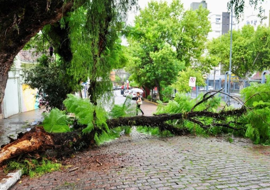 Queda de árvore bloqueou a rua Hoffmann, no bairro Floresta, em Porto Alegre - Foto : Alina Souza/ Correio do Povo