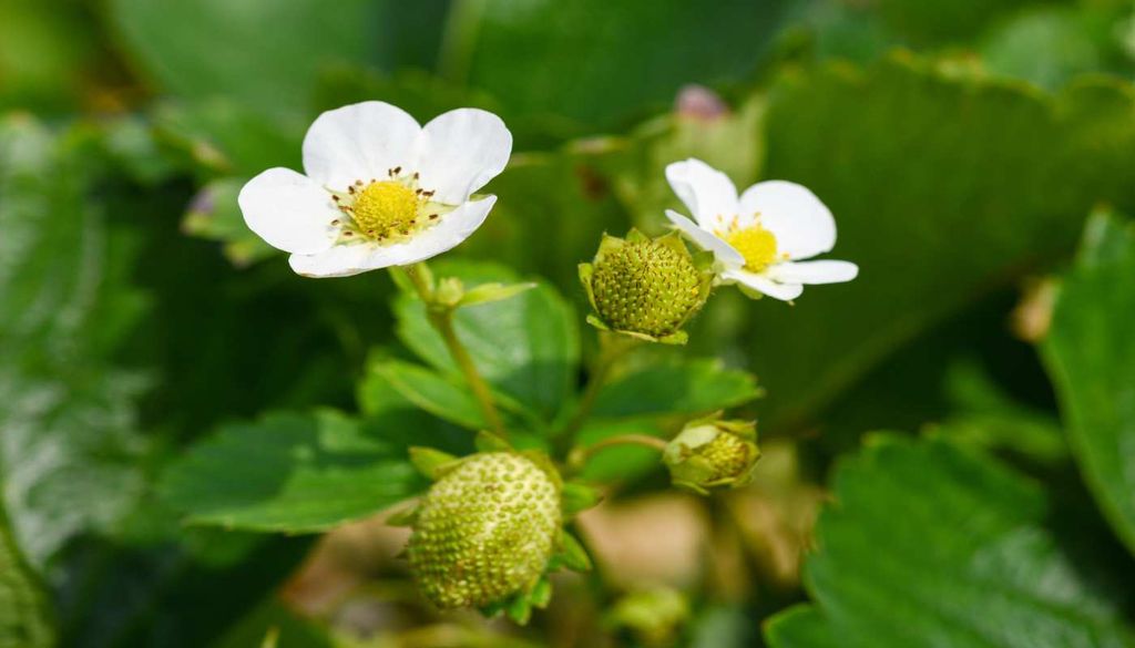 Morangueiro Por vezes o morangueiro cresce, floresce mas não dá fruto, mas o problema pode estar na base da planta.