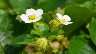 Moragueiros com flor mas sem fruto? Um mist&eacute;rio simples de resolver