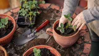 Morangueiro: o m&ecirc;s de plantar e os erros que comprometem a colheita
