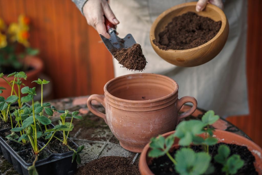 Plantas jovens de morangueiro em alvéolos, à espera de transplante, com o substrato a ser preparado ao lado.