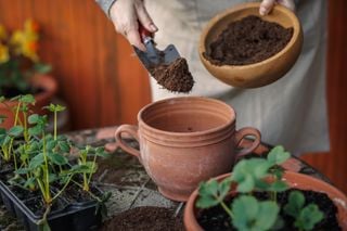 Morangueiro: porque &eacute; que agosto &eacute; o m&ecirc;s de preparar a planta&ccedil;&atilde;o de outono