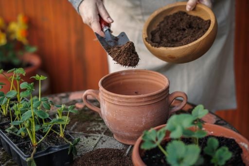 Morangueiro: porque &eacute; que agosto &eacute; o m&ecirc;s de preparar a planta&ccedil;&atilde;o de outono