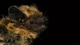 Morcego-do-norte detetado na Pen&iacute;nsula Ib&eacute;rica pela primeira vez: o que significa esta descoberta?