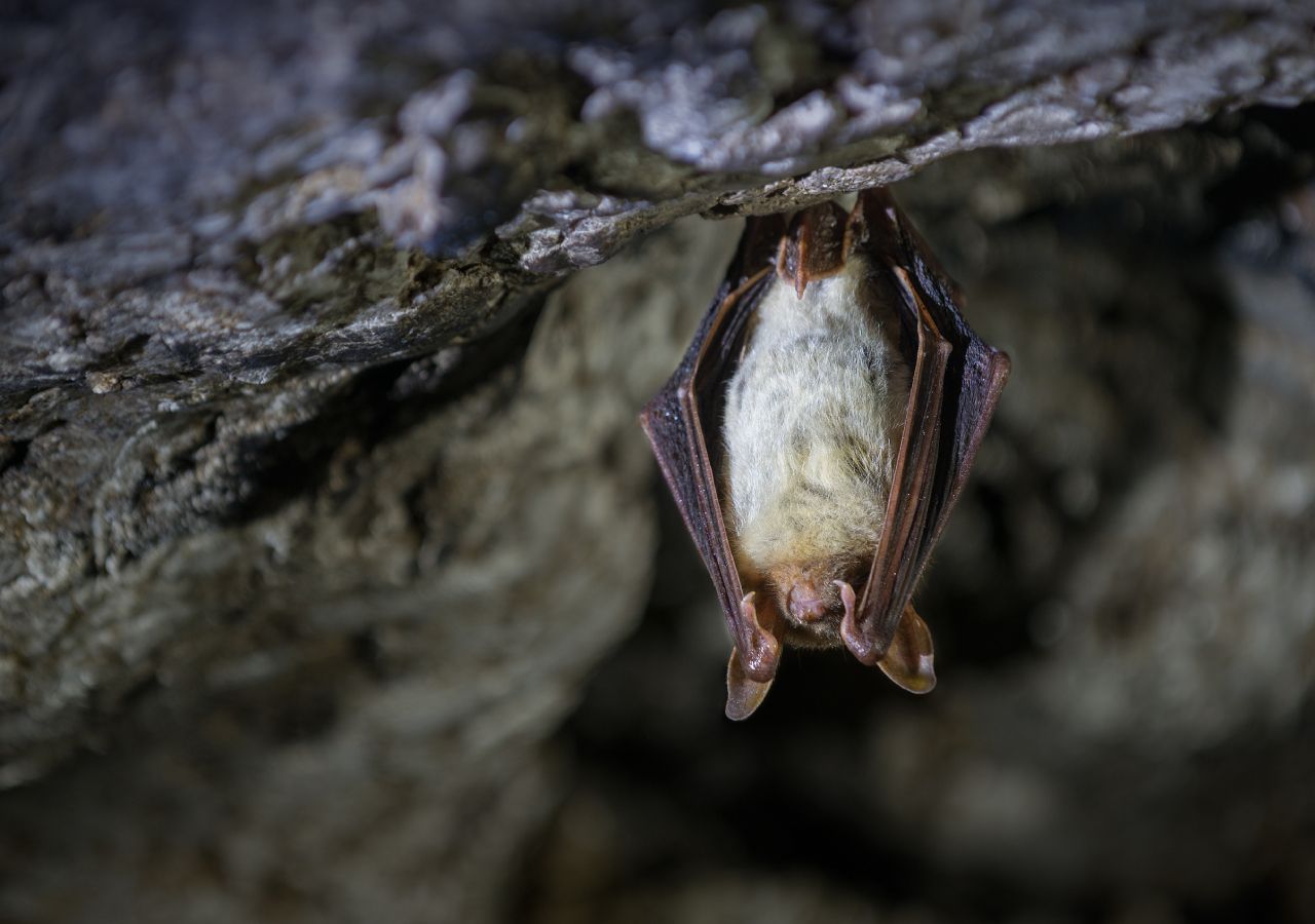 Morcegos do tamanho de traças encontrados na maior caverna de morcegos ...