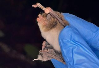 Morcegos são essenciais para o equilíbrio ecológico da Amazônia, mas enfrentam ameaças com desmatamento 