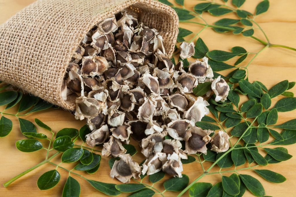 Sementes, moringa, diversidade Sementes, moringa, diversidade
