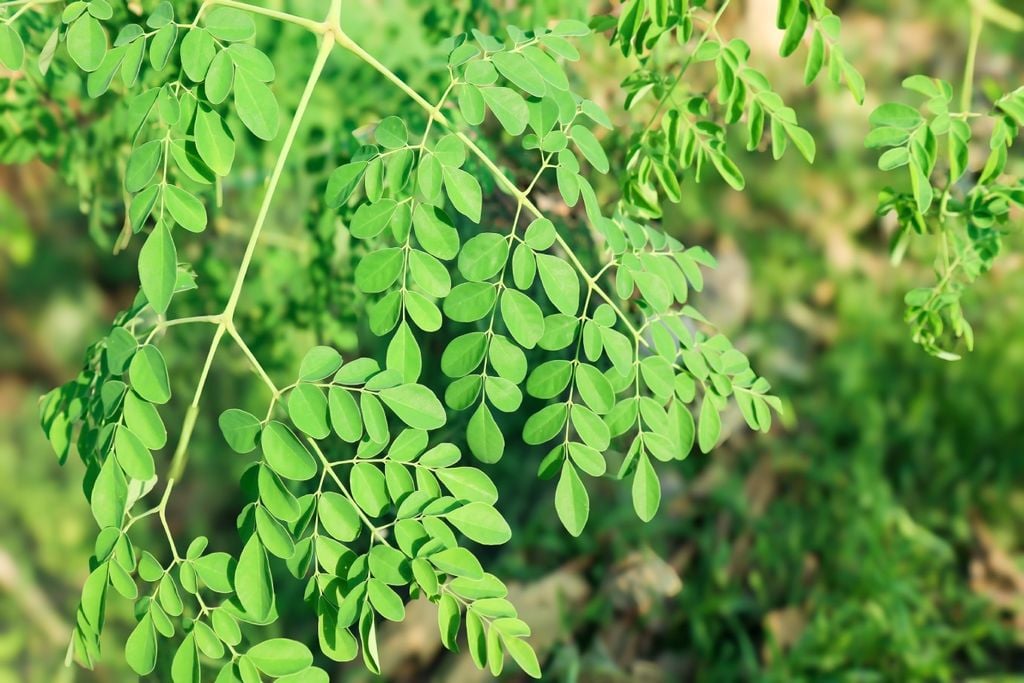 Sementes de moringa, planta conhecida em regiões tropicais, estudada por seu potencial em processos naturais de tratamento de água.
