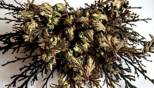 Morir para seguir viviendo: el asombroso caso de la planta que &ldquo;resucita&rdquo; luego de a&ntilde;os de sequ&iacute;a