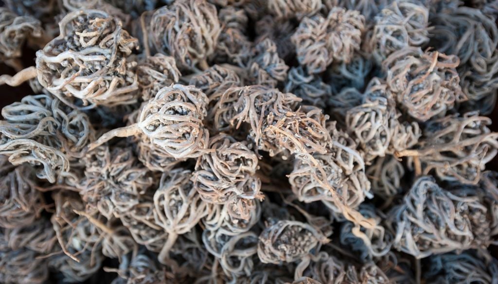 La rosa de Jericó puede permanecer seca durante años y cambiar de forma al contacto con el agua.