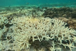 Morte de corais indica que Terra ultrapassou primeiro ponto de não-retorno climático