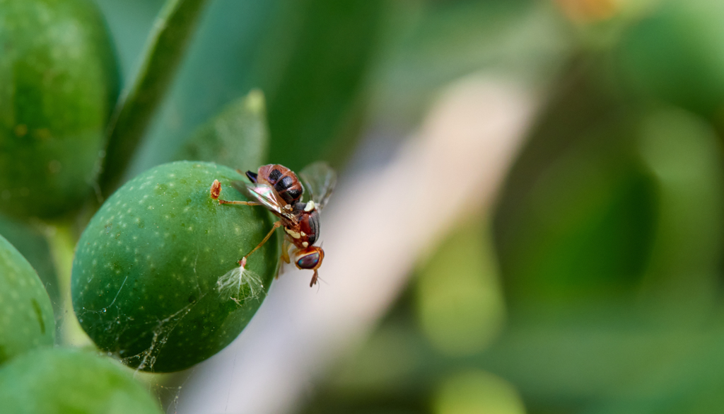 Adulto de mosca-da-azeitona sobre um fruto verde, no momento em que procura local para a postura.
