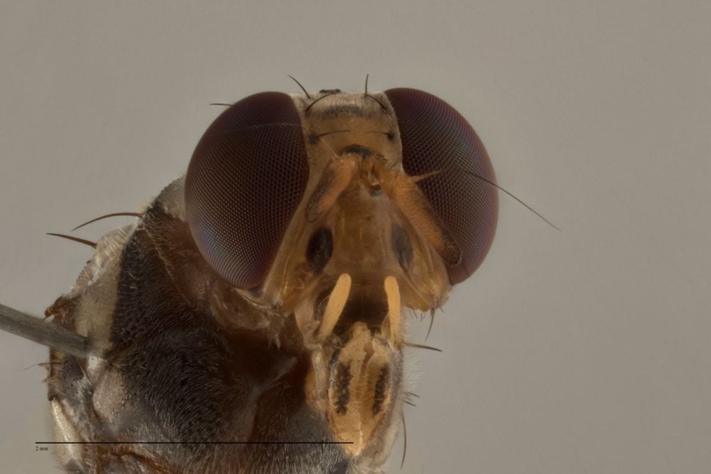 mosca, fruta, carambola mosca, fruta, carambola