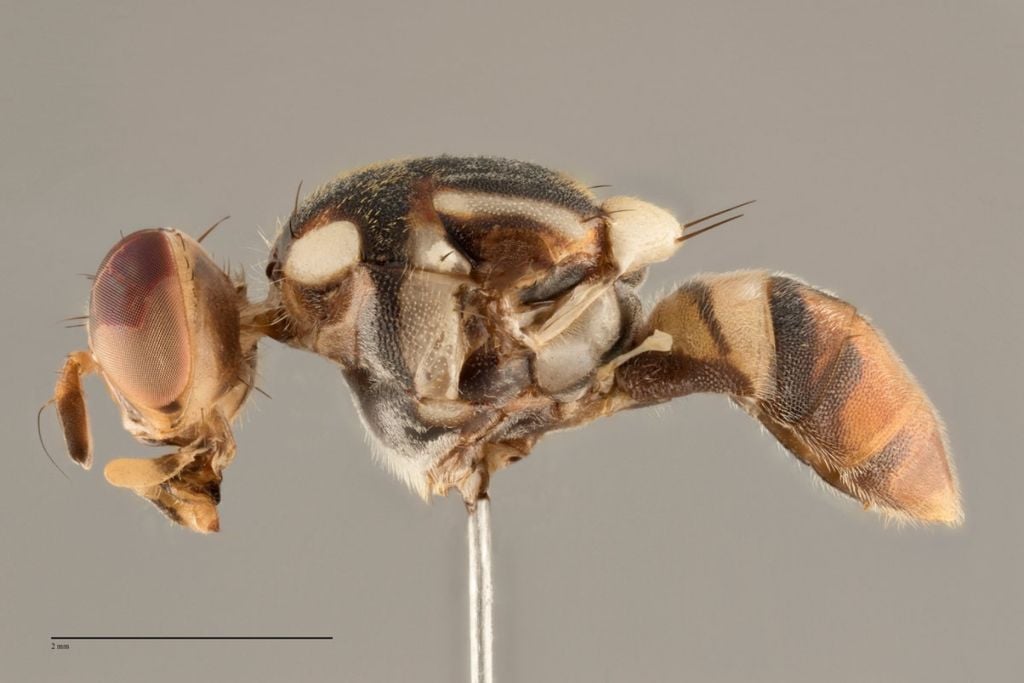 Fruta, carambola, mosca Fruta, carambola, mosca