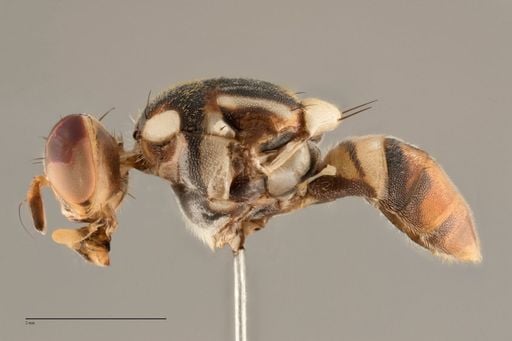 Mosca-da-carambola no radar: por que uma armadilha no Amazonas pode mexer com as frutas do Brasil