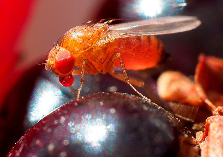 Drosophila Suzukii Drosophila Suzukii