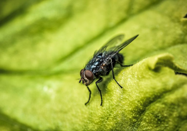mosca sobre una hoja mosca sobre una hoja