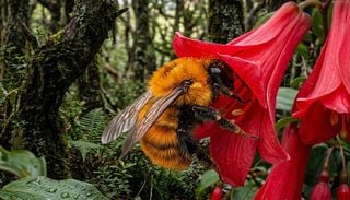 Moscard&oacute;n patag&oacute;nico: el abejorro gigante que lucha por no desaparecer y pone en grave peligro el ecosistema