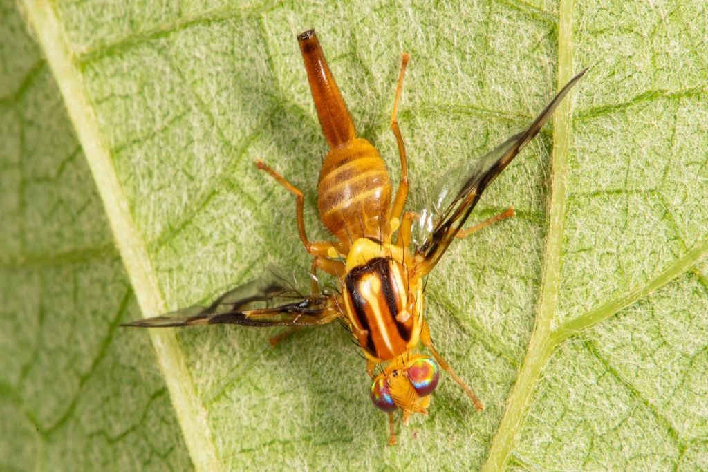 A mosca-das-frutas pode comprometer a qualidade de maçãs e uvas, afetando tanto o mercado interno quanto a exportação.