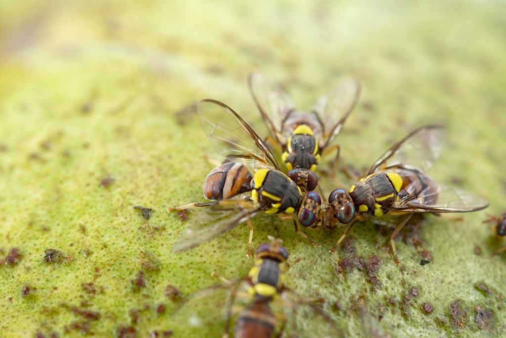 Tecnologias limpas de controle de pragas ganham espaço no campo, aliando produção agrícola, sustentabilidade e segurança alimentar.