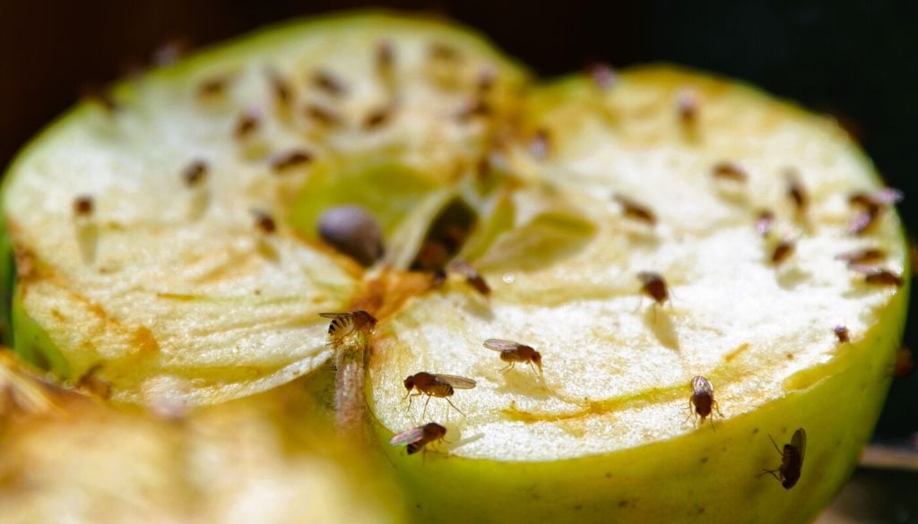 Non lasciare esposta la frutta tagliata o molto matura