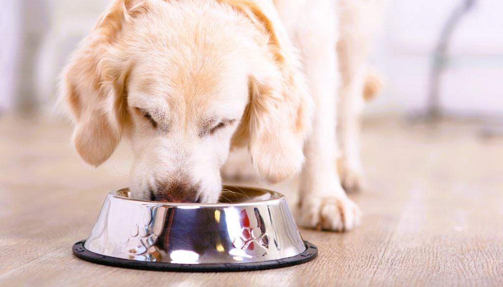 Non trascurare il cibo degli animali domestici