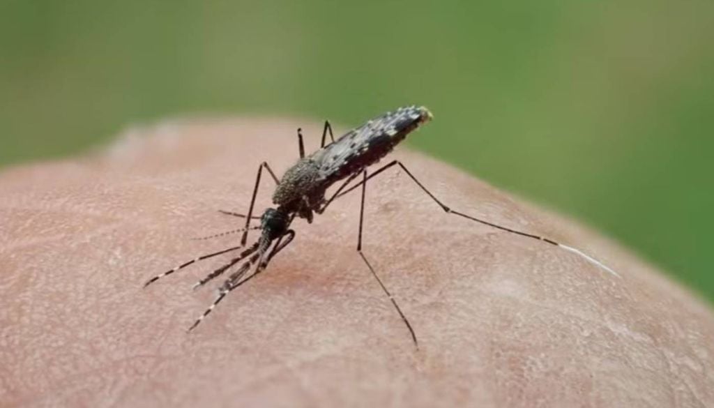 O mosquito da malária (Anopheles darlingi) vem evoluindo geneticamente para sobreviver às medidas de controle antrópico (por ação humana) impulsionado pelo uso de inseticidas. Foto: Romuald Carinci e Pascal Gaborit/Institut Pasteur de la Guyane.