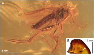 Un mosquito de los hongos enterrado en un trozo de ámbar de 40 millones de años se convierte en una joya muy rara