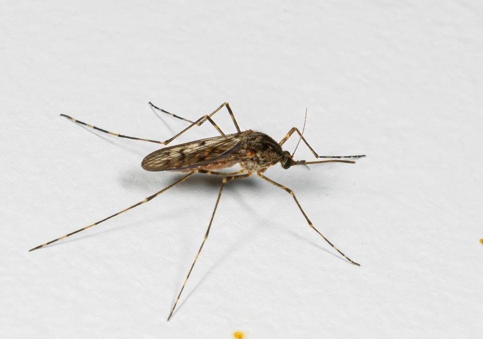 mosquito Islandia